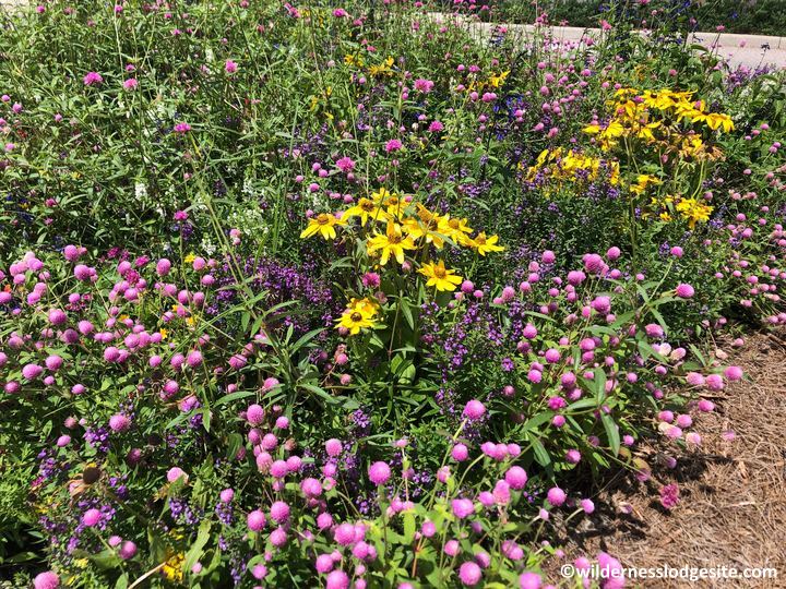 Flowers at Wilderness Lodge